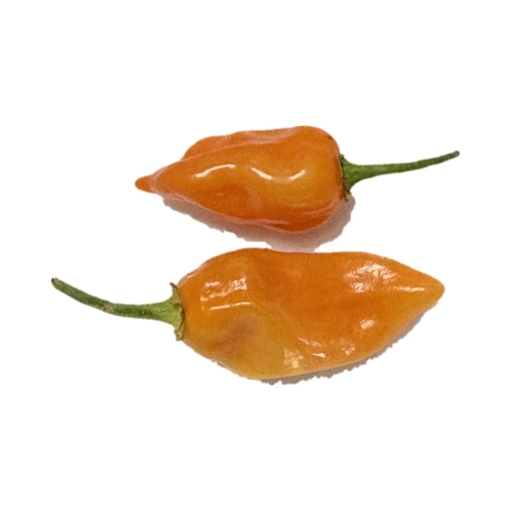 Large Orange Habanero