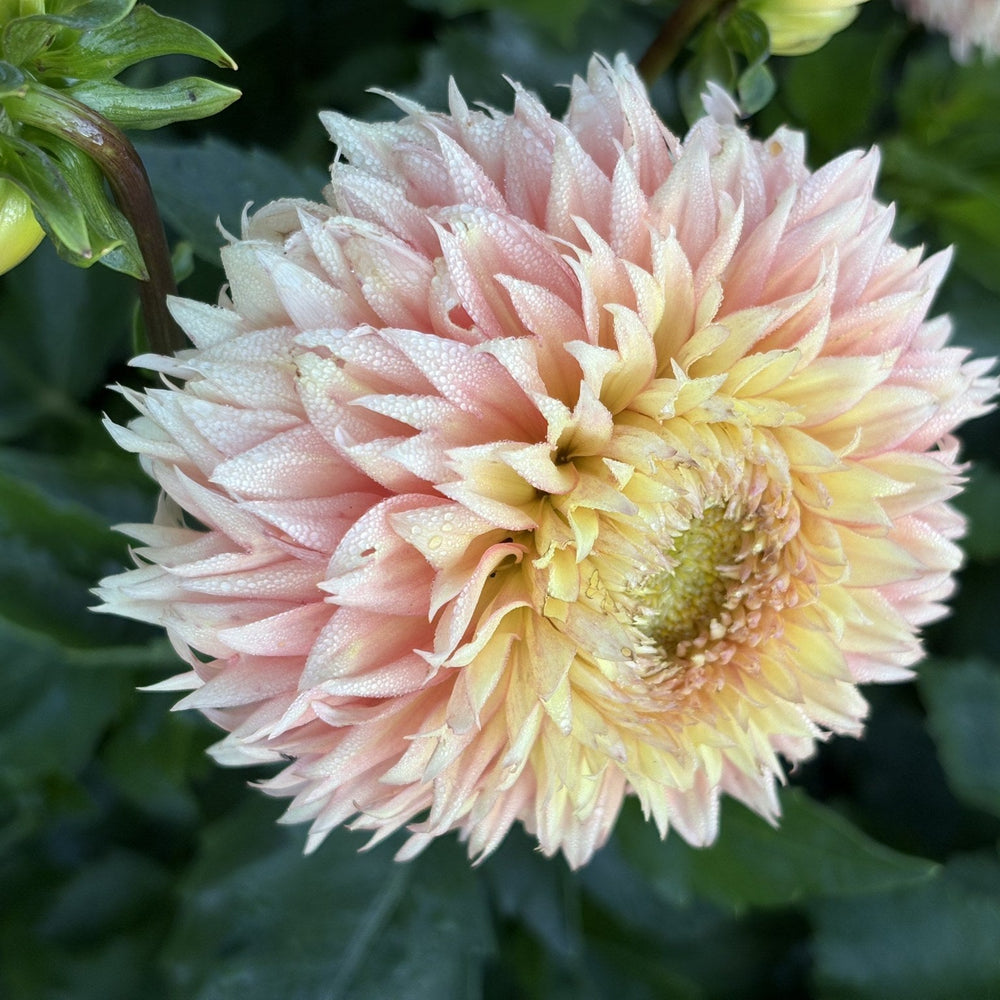 Lee's Apricot Fizz dahlia