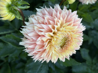 Lee's Apricot Fizz dahlia