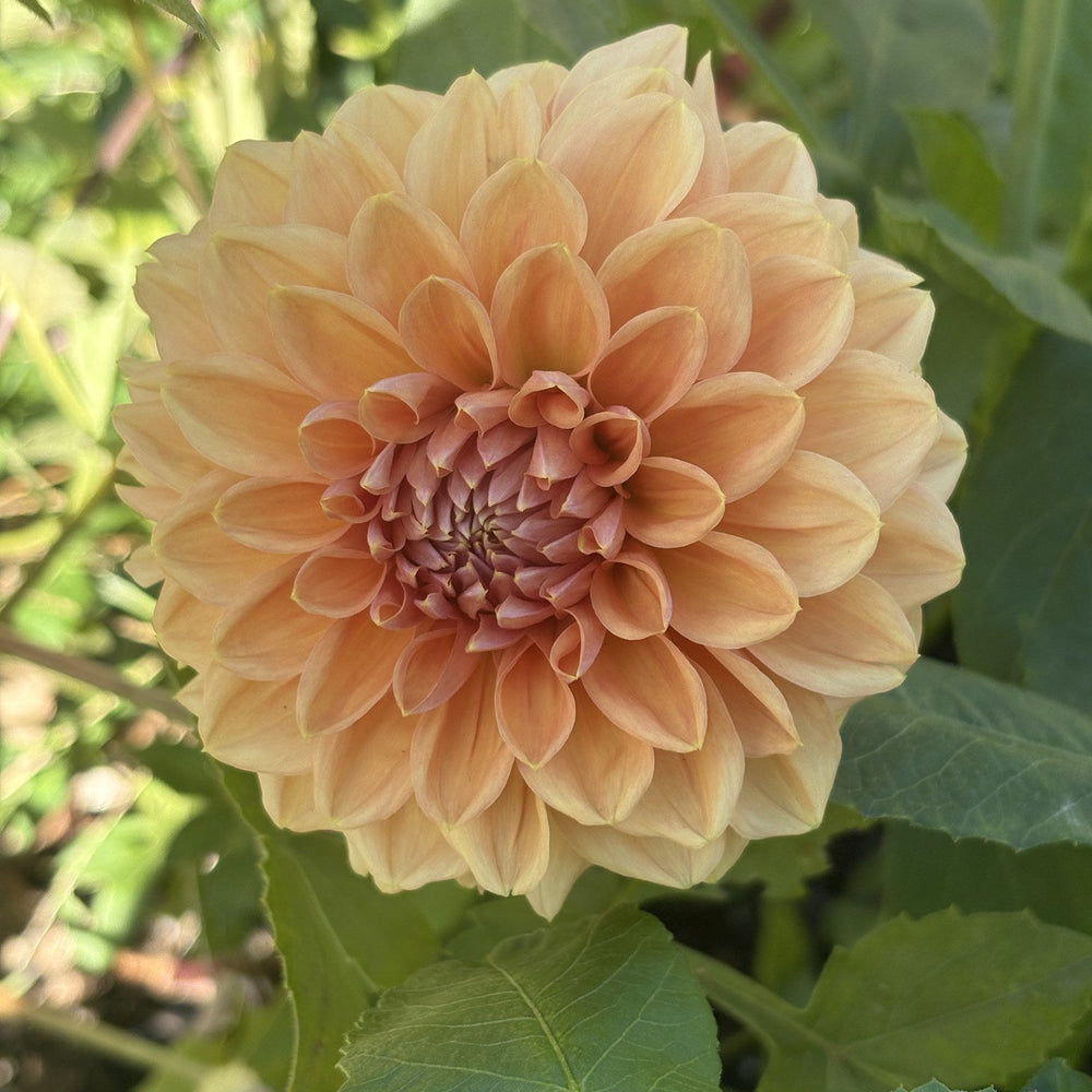 Lee's Bellini Crush dahlia