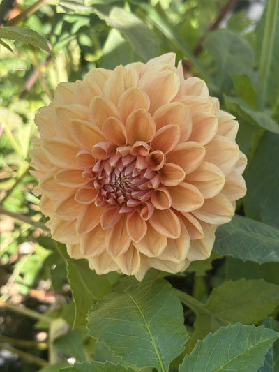 Lee's Bellini Crush dahlia
