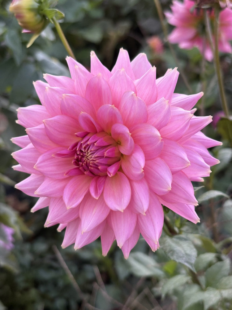 Lee's Betty Collette dahlia