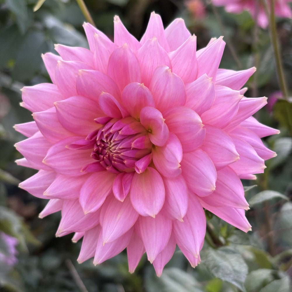 Lee's Betty Collette dahlia
