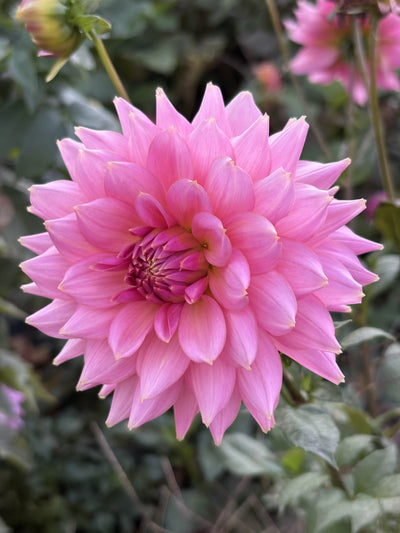 Lee's Betty Collette dahlia