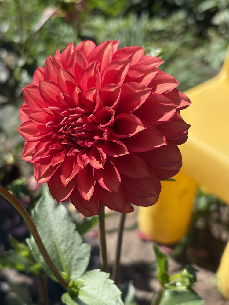 Lee's Brick House dahlia