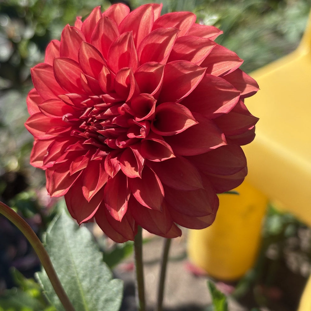 Lee's Brick House dahlia