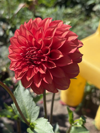 Lee's Brick House dahlia