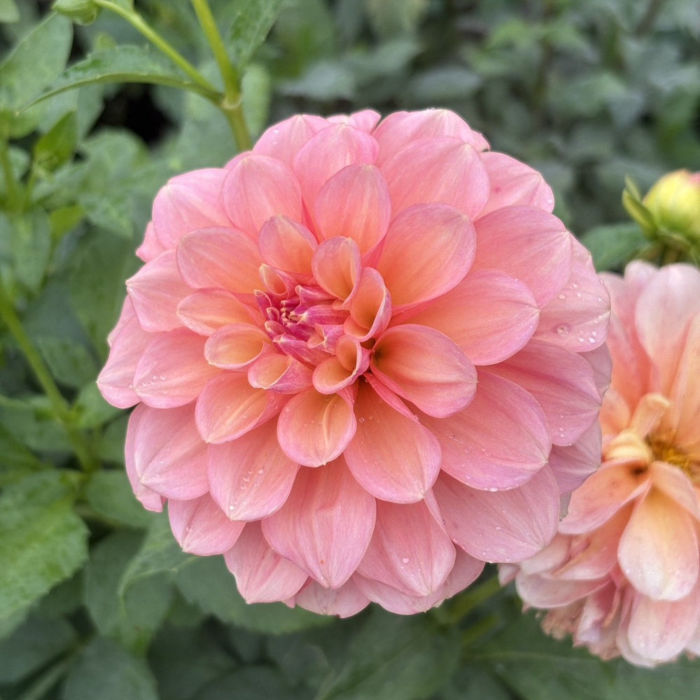 Lee's Carolina dahlia