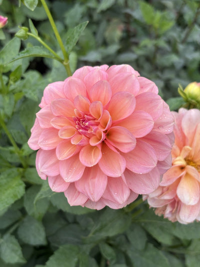 Lee's Carolina dahlia