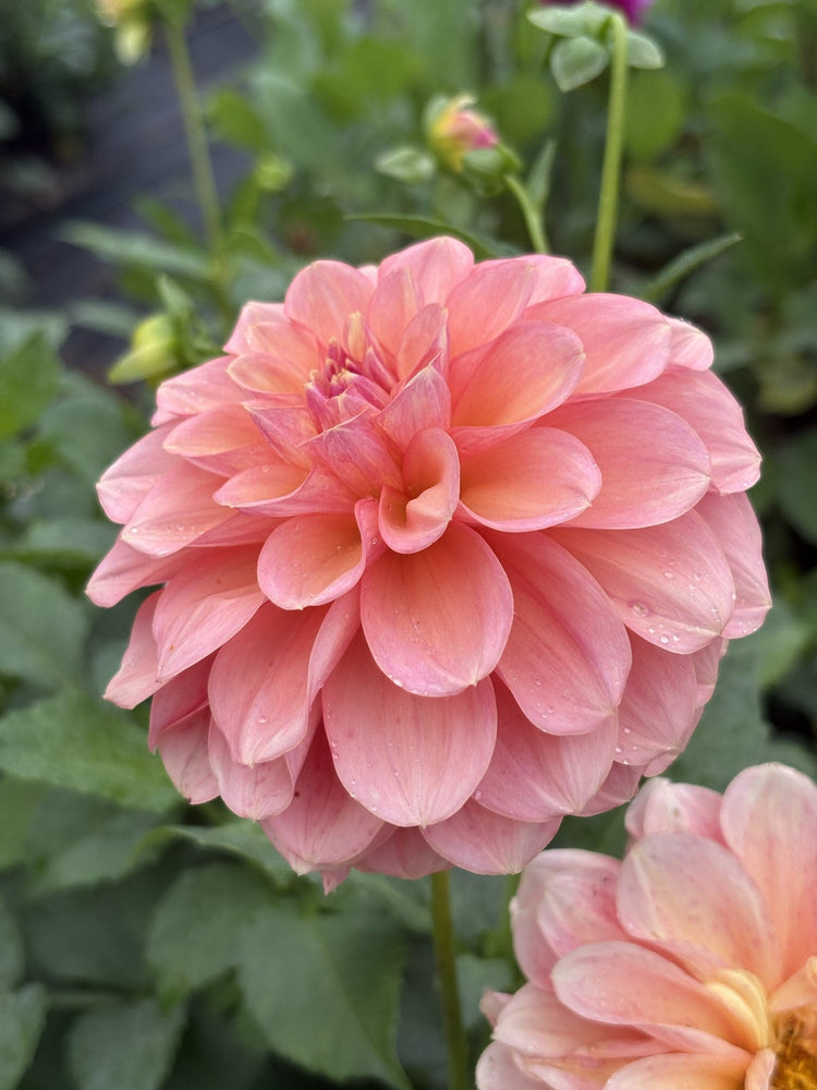 Lee's Carolina dahlia