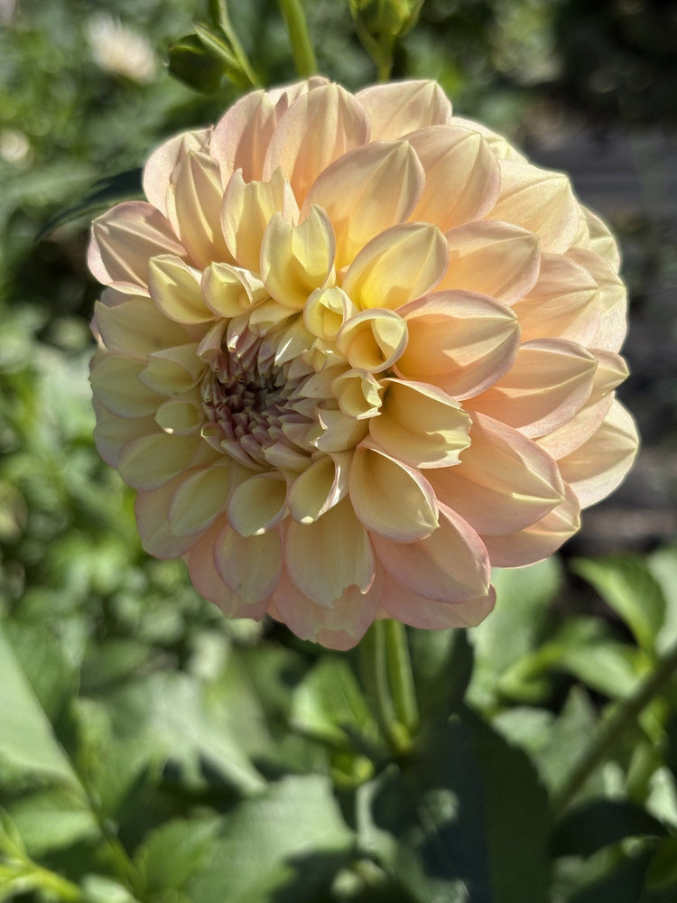 Lee's Carolina dahlia