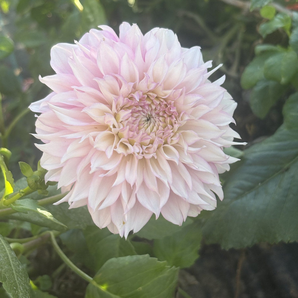 Lee's Coquette dahlia