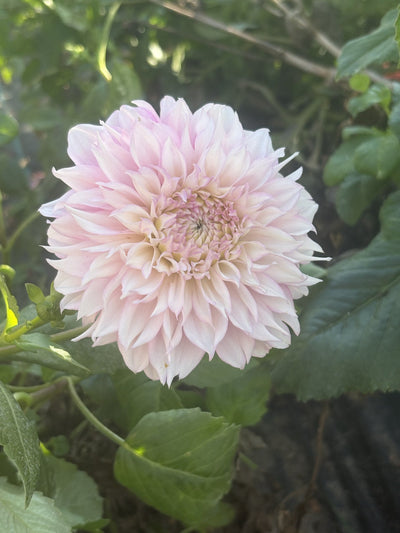 Lee's Coquette dahlia
