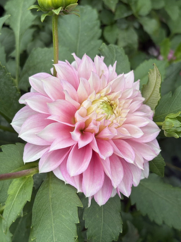 Lee's Coquette dahlia