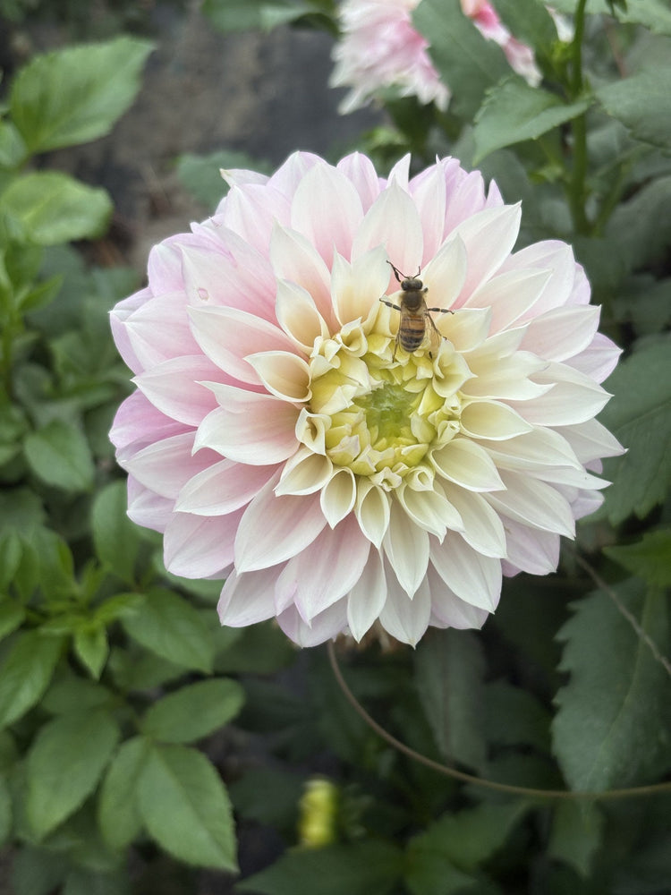 Lee's Coquette dahlia