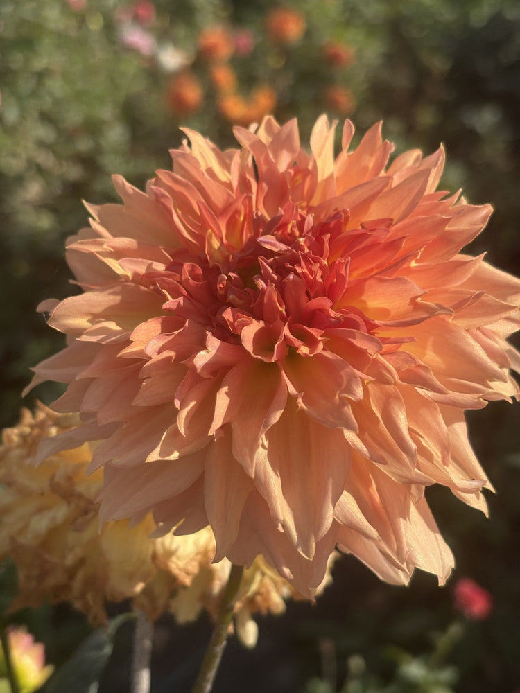 Lee's Fluffy Buffy dahlia