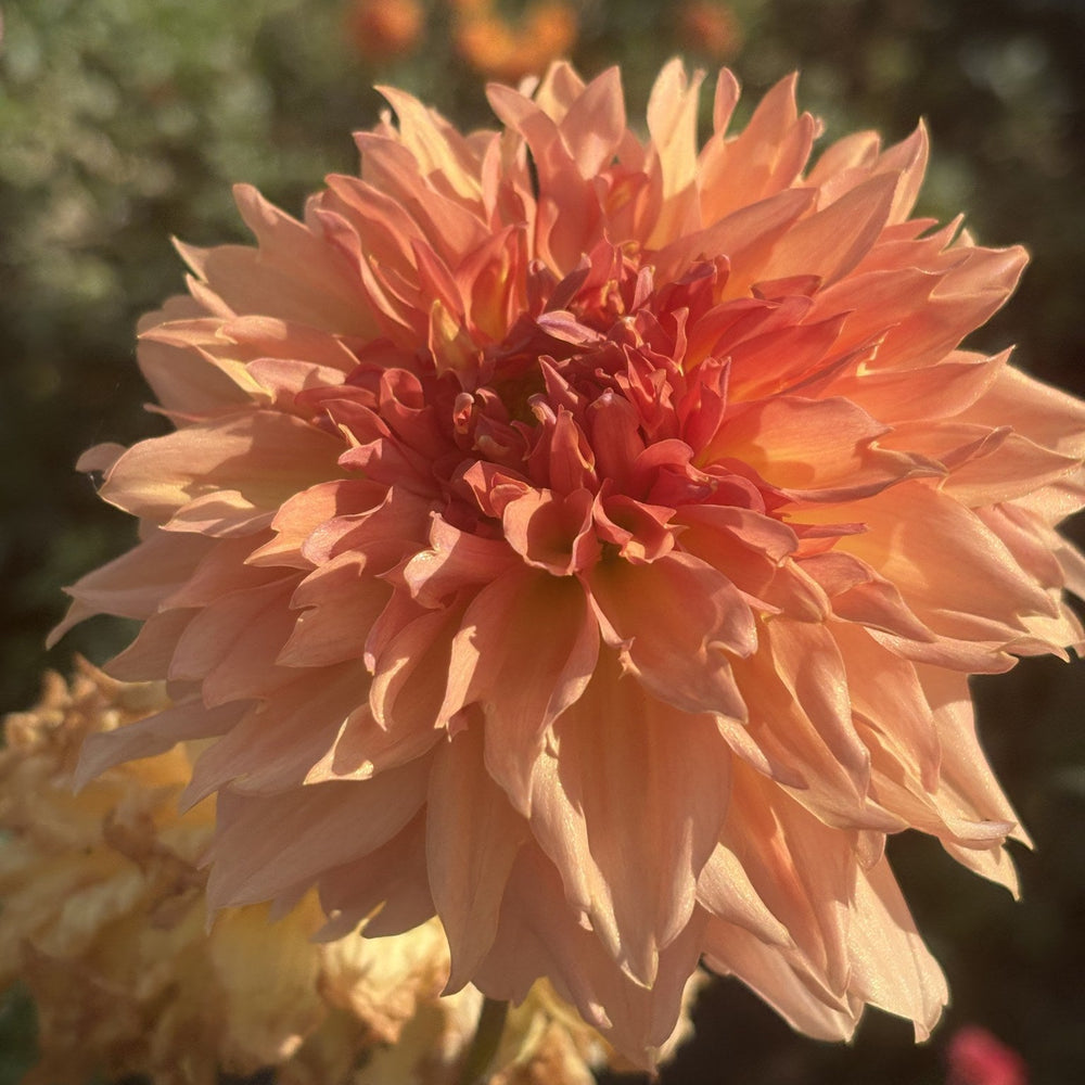 Lee's Fluffy Buffy dahlia