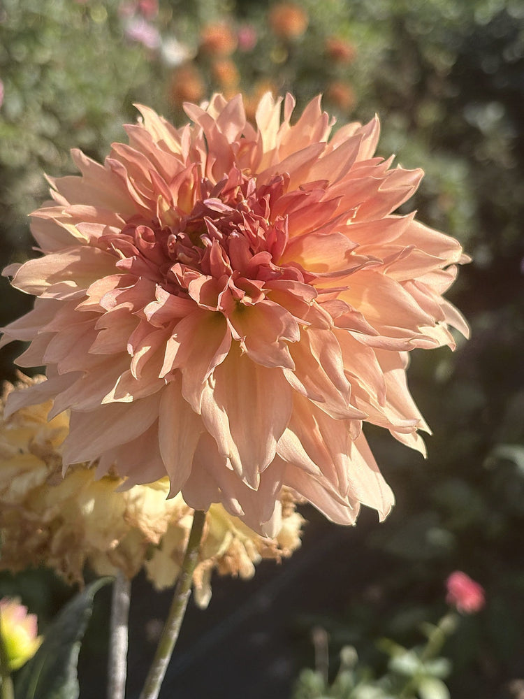 Lee's Fluffy Buffy dahlia