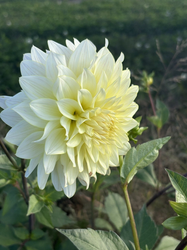 Lee's Halo dahlia