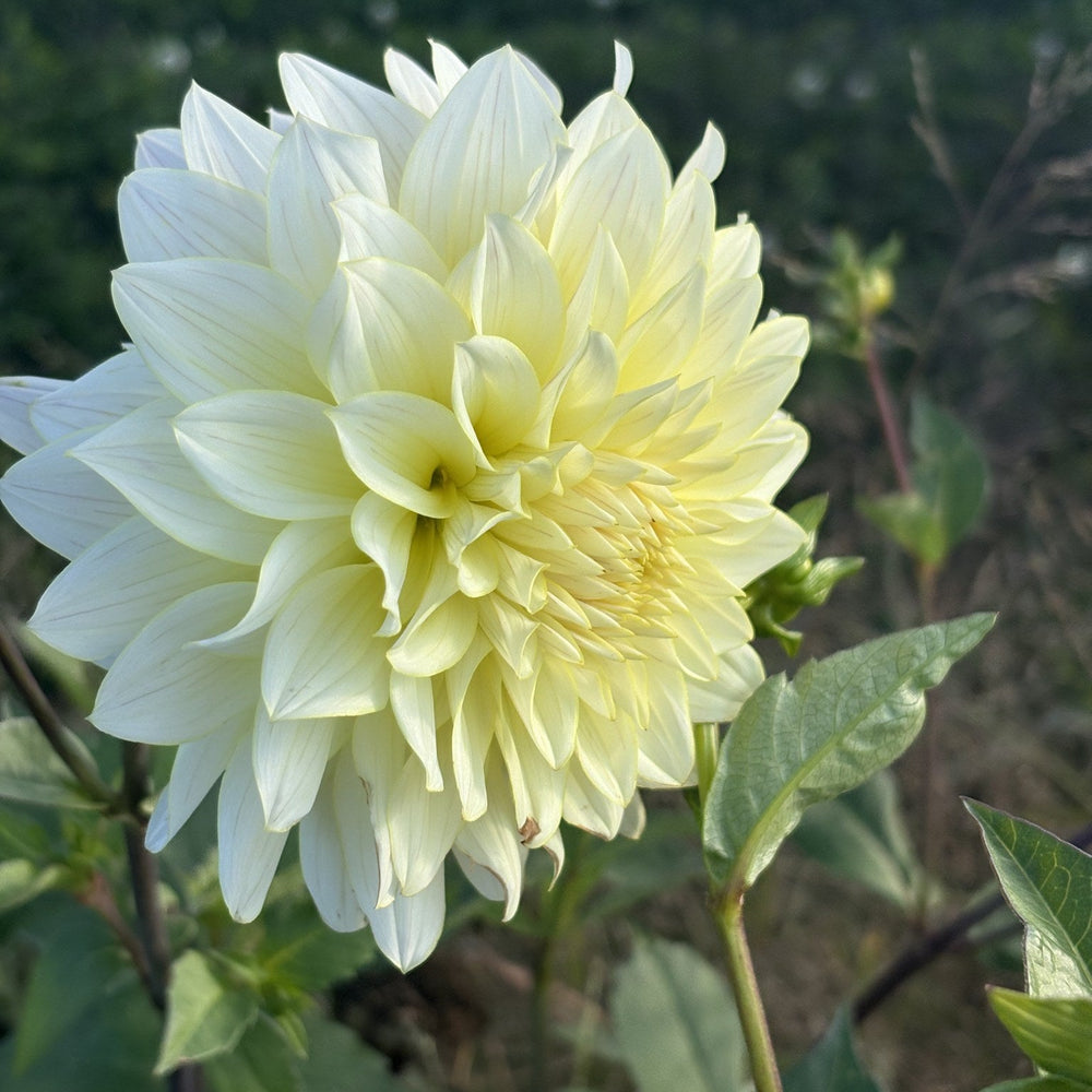 Lee's Halo dahlia
