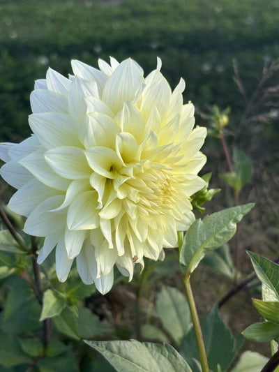 Lee's Halo dahlia