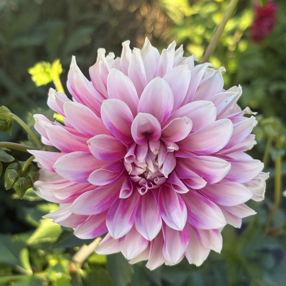Lee's Lily Pilly dahlia