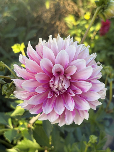Lee's Lily Pilly dahlia