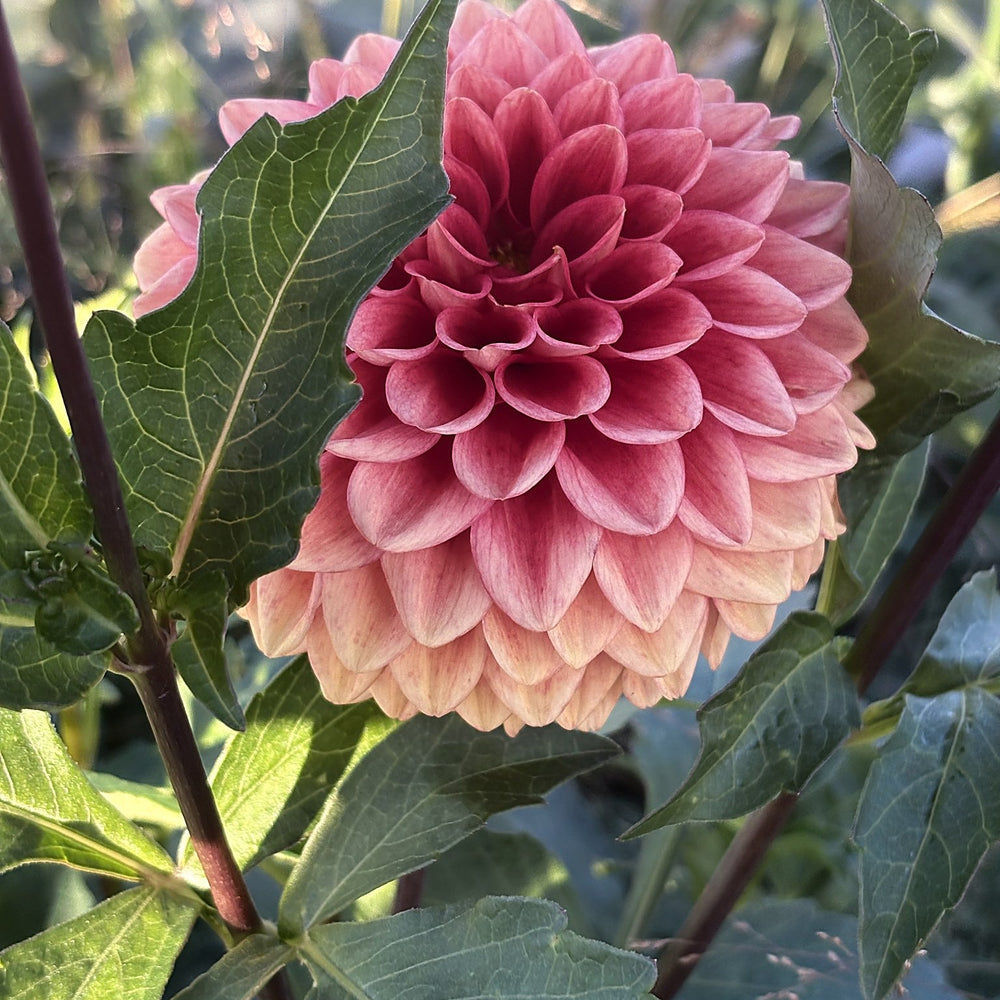 Lee's Mandarin dahlia