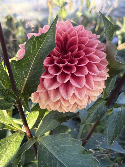 Lee's Mandarin dahlia
