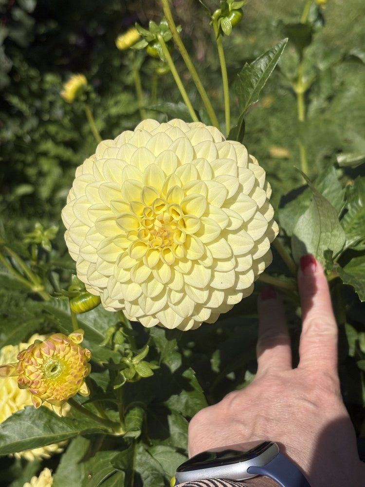 Lee's Primrose Darling dahlia