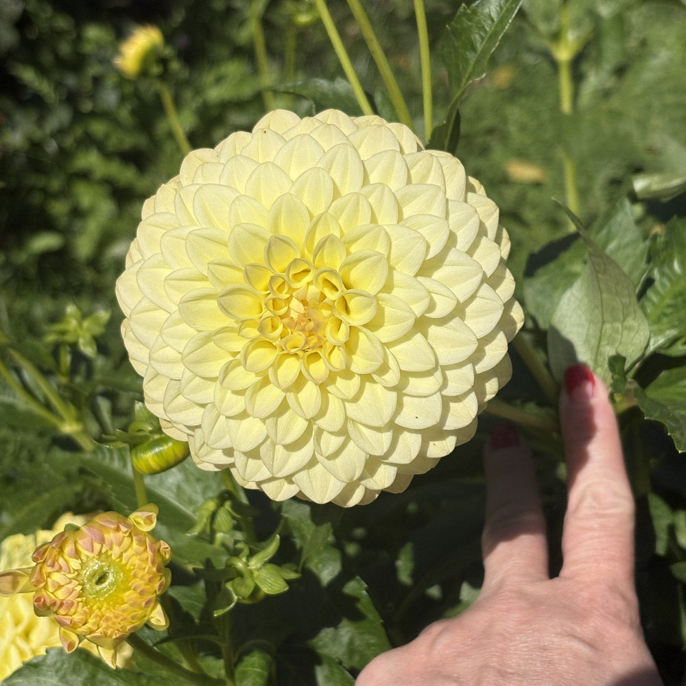 Lee's Primrose Darling dahlia