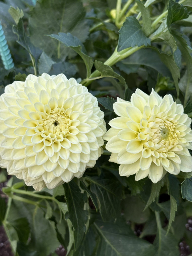 Lee's Primrose Darling dahlia