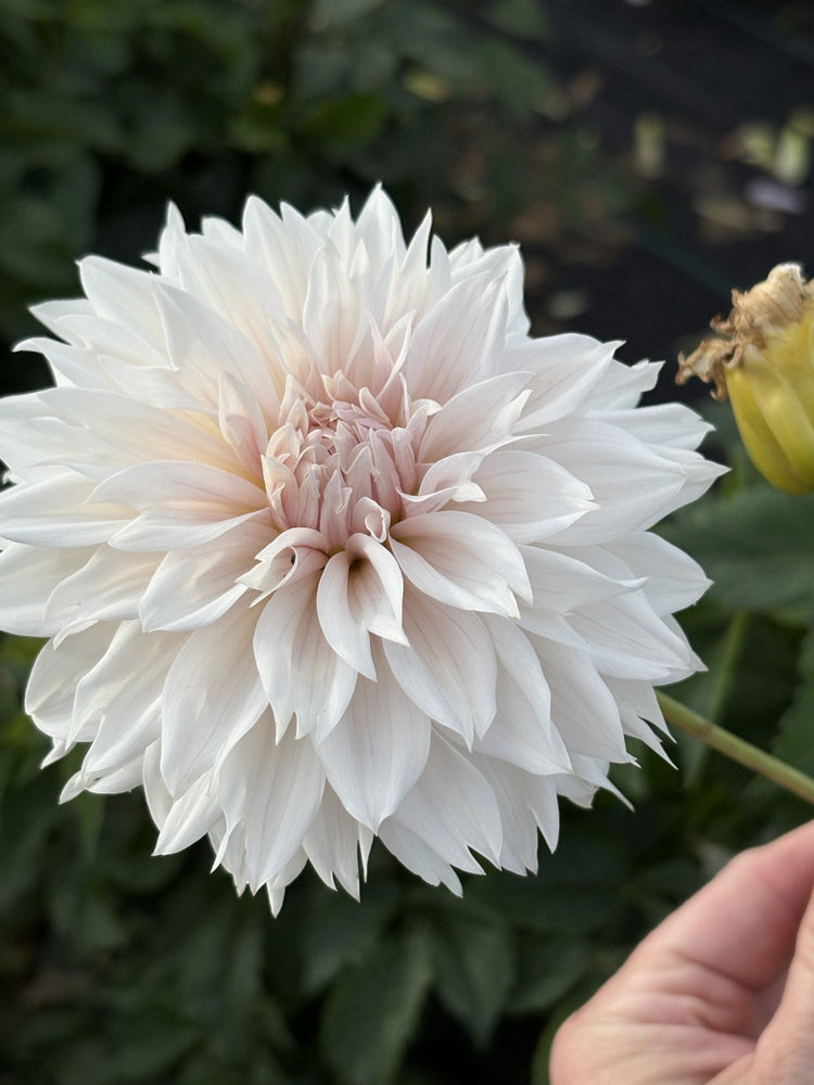 Lee's Star Child dahlia