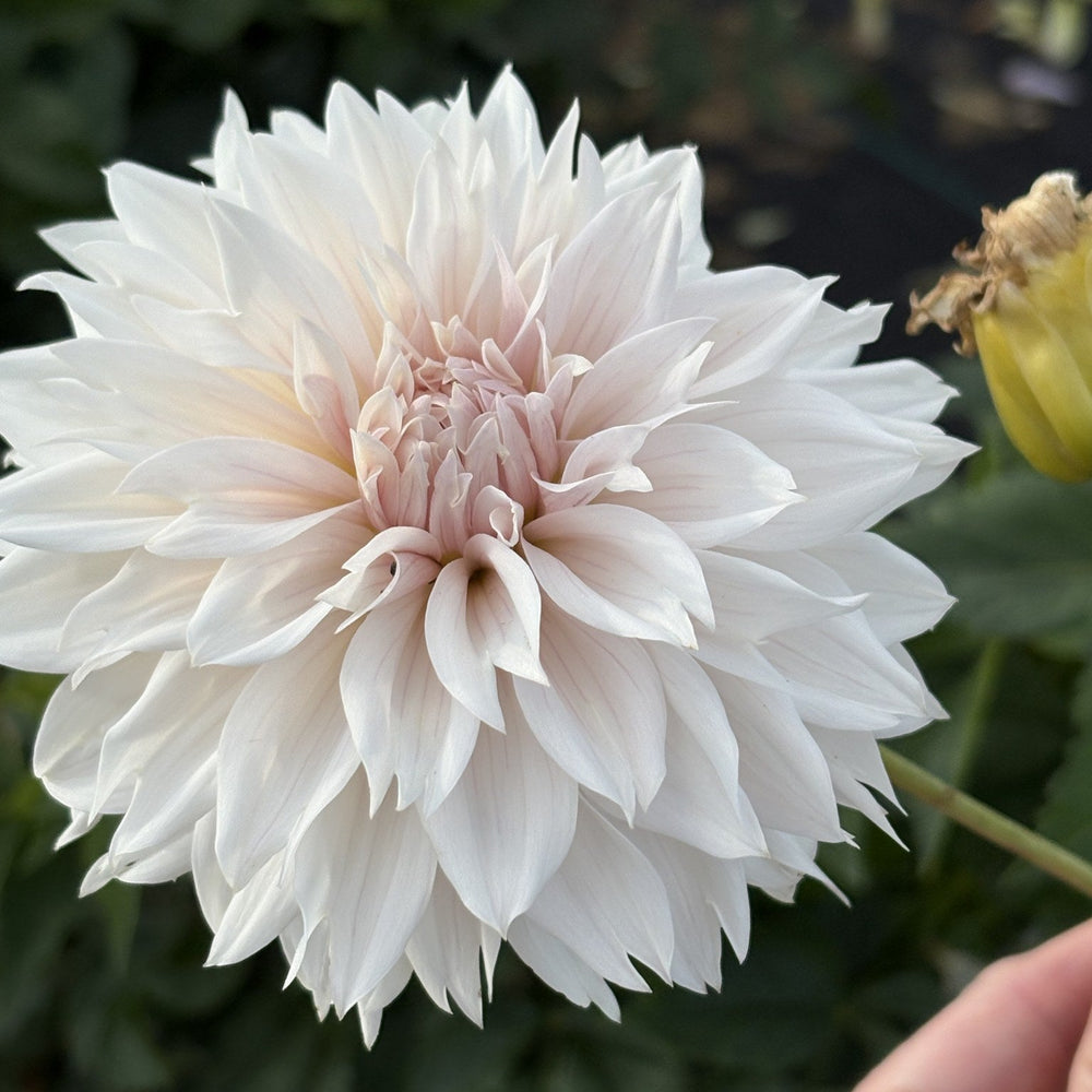 Lee's Star Child dahlia
