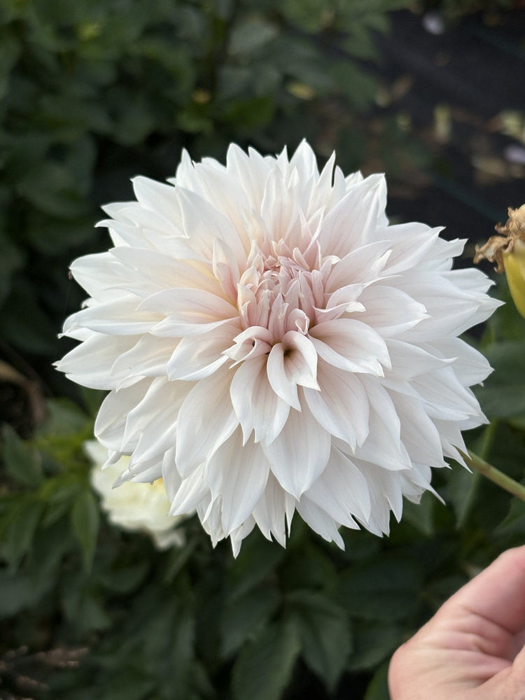 Lee's Star Child dahlia