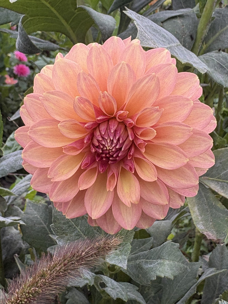 Lee's Suntan dahlia