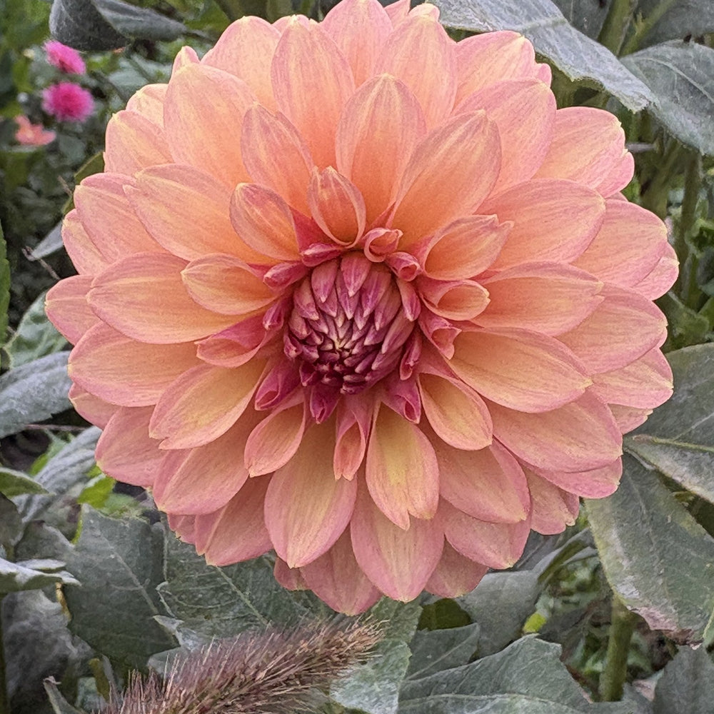 Lee's Suntan dahlia