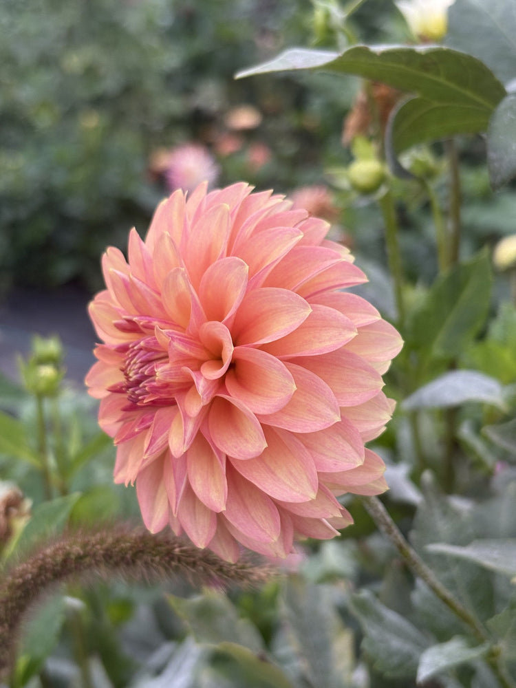 Lee's Suntan dahlia