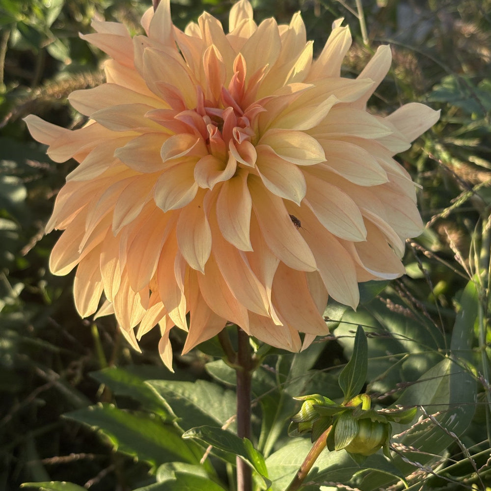 Lee's Sweet Corn Princess dahlia