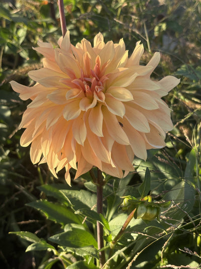 Lee's Sweet Corn Princess dahlia