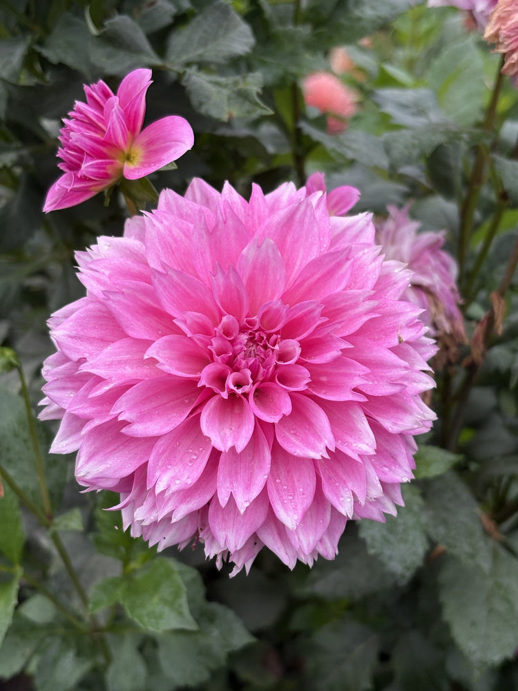Lee's Sweet Tooth dahlia grown by Petrolia Bloom Co. in Petrolia, Ontario