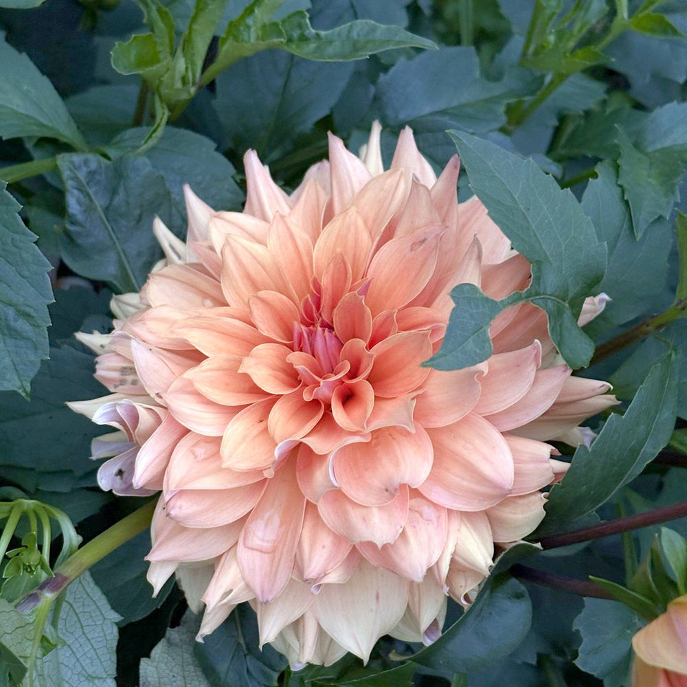 Lee's Tom Hodges dahlia