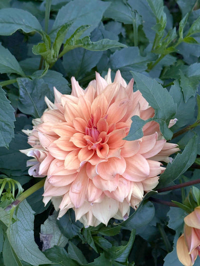 Lee's Tom Hodges dahlia