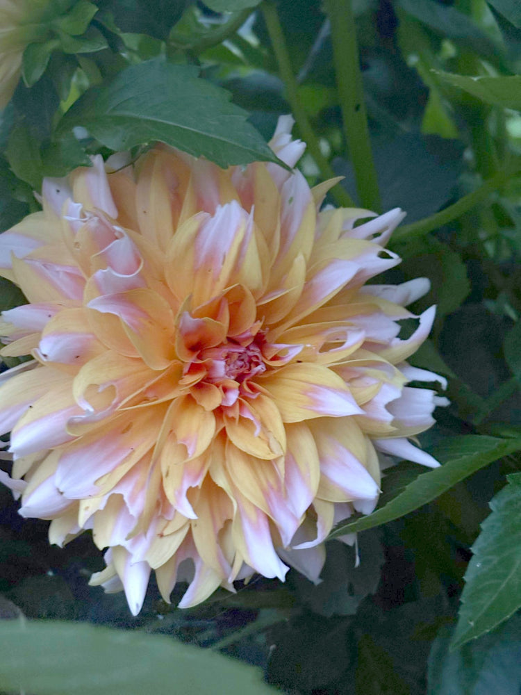 Lee's Tom Hodges dahlia