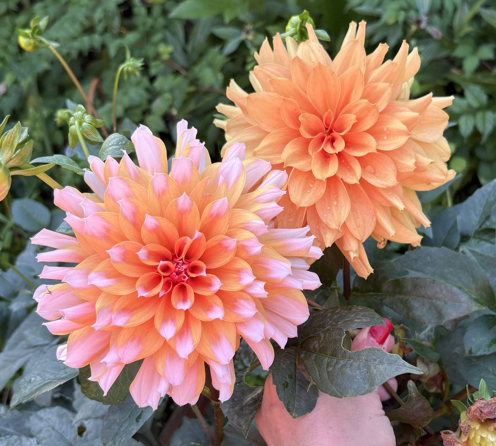 Lee's Tom Hodges dahlia