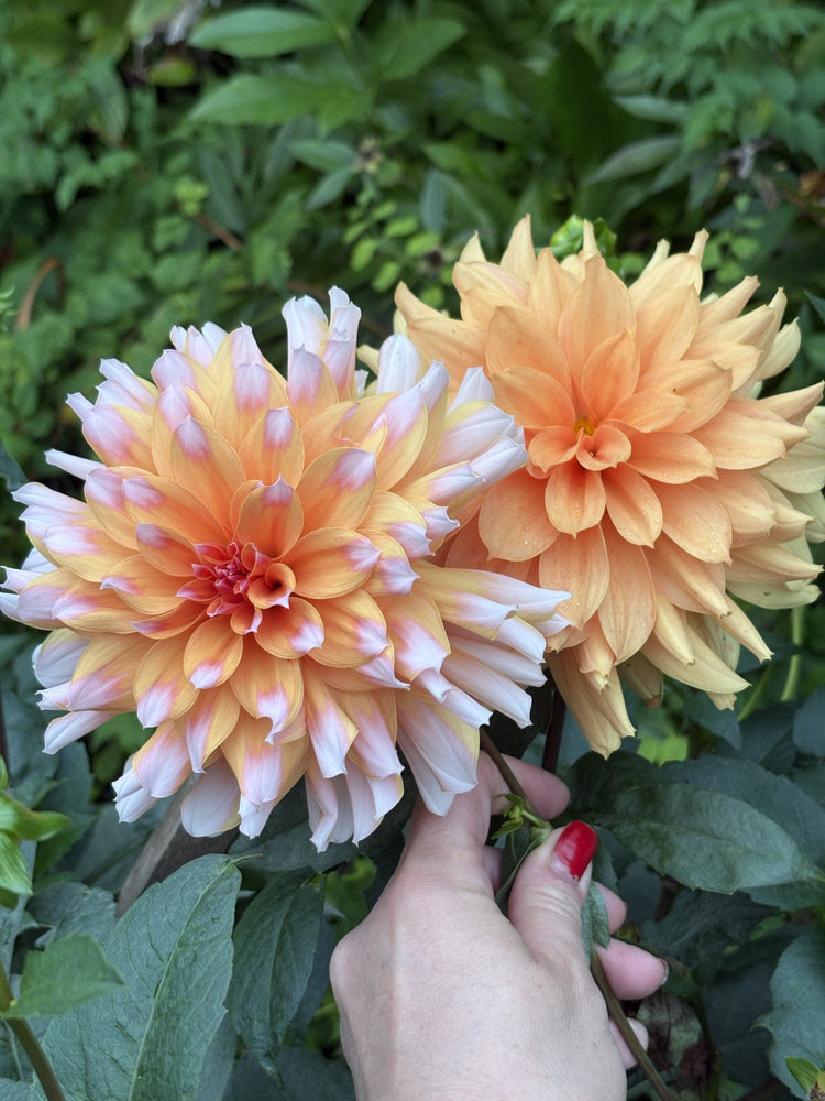 Lee's Tom Hodges dahlia