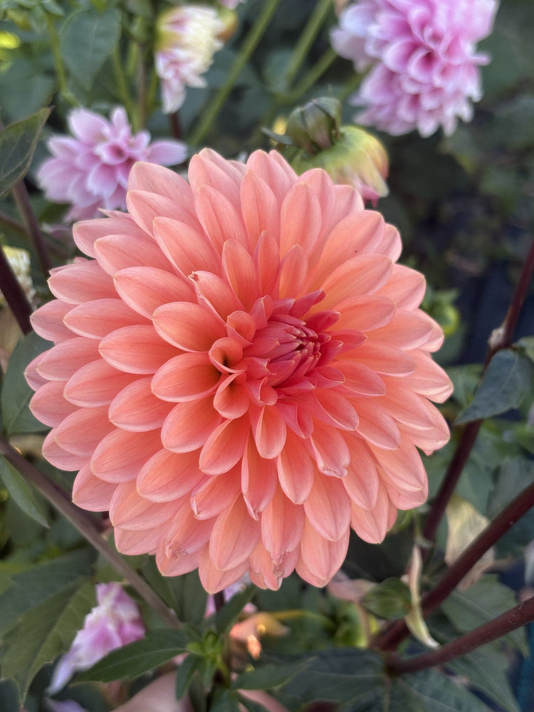 Lee's Zesty Peach dahlia