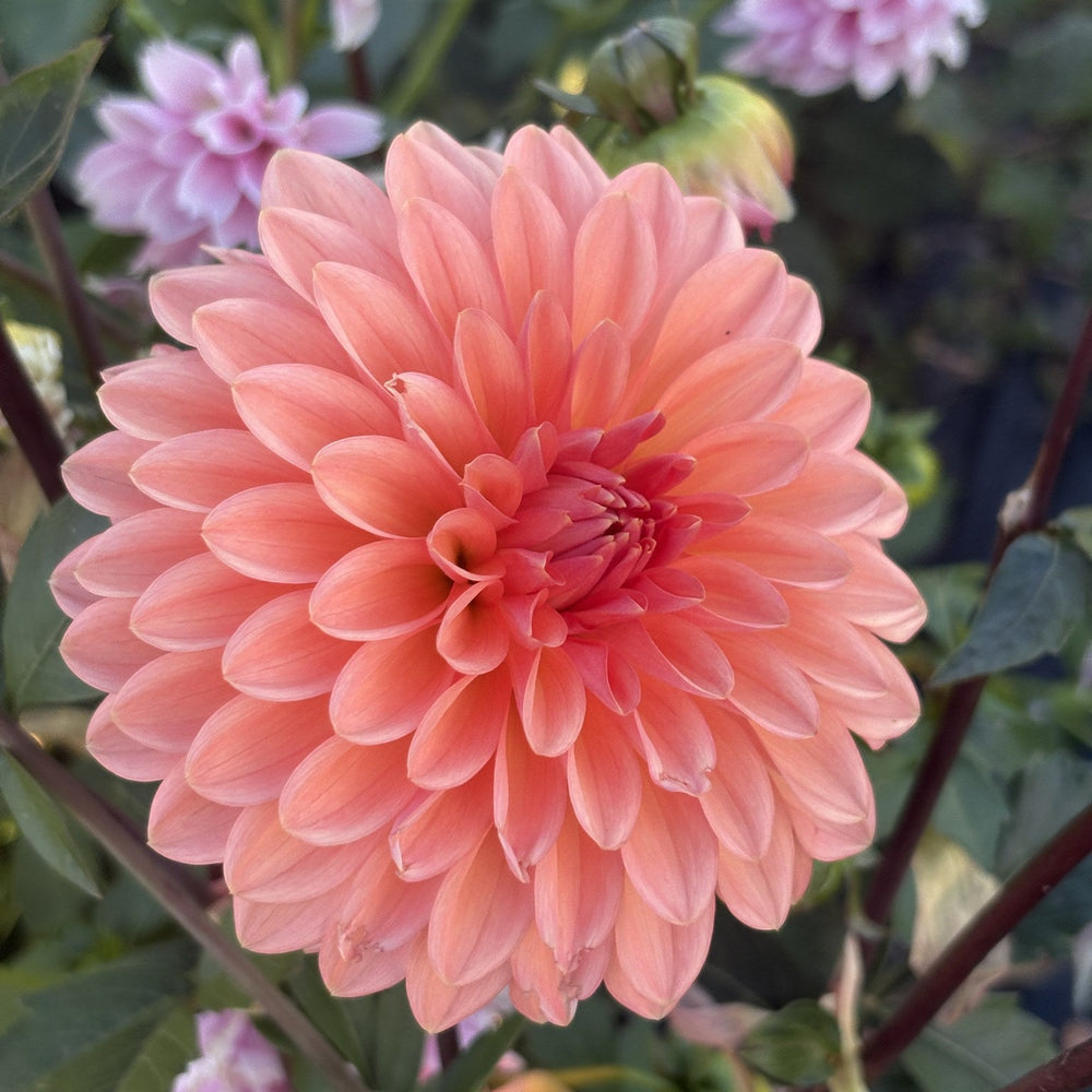 Lee's Zesty Peach dahlia