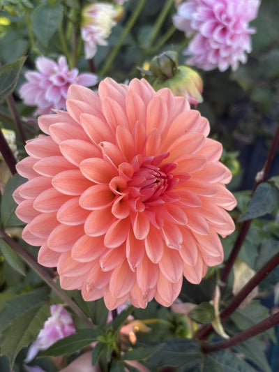 Lee's Zesty Peach dahlia