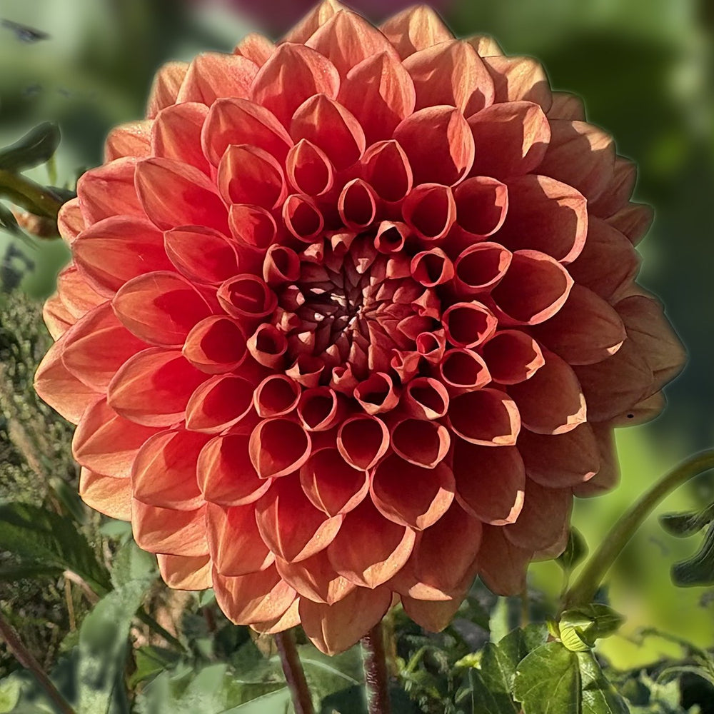 Lee's Mandarin dahlia